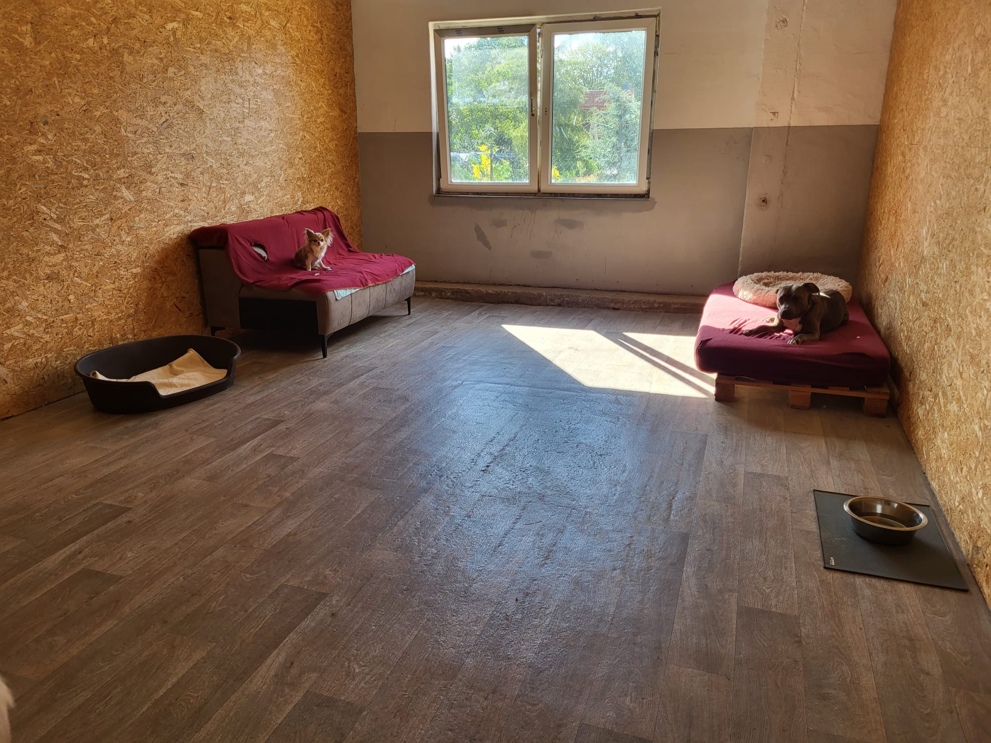 Zwei Hunde entspannen auf ihren Schlafplätzen in einem großzügigen Zimmer der Hundepension