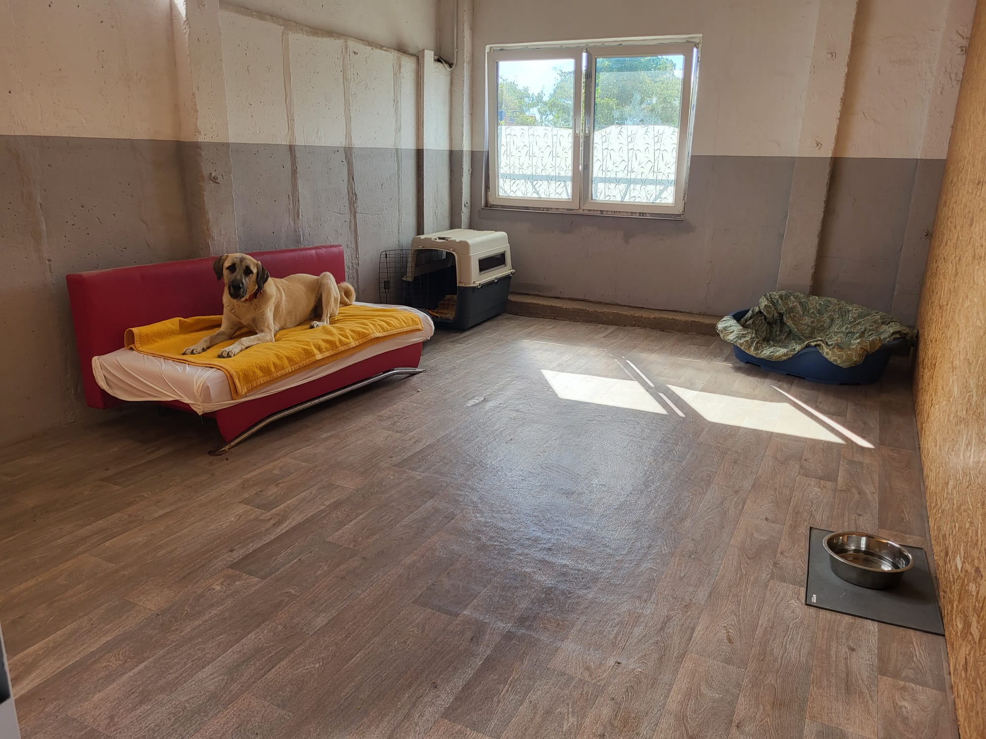 Hund ruht auf einem Sofa in einem hellen Zimmer der Hundepension