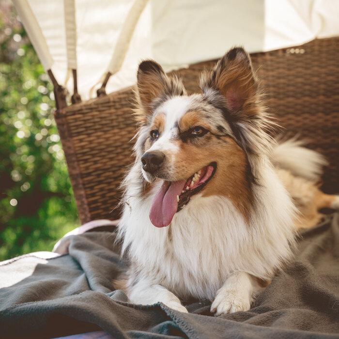 Sheltie entspannt im Gartenkorb