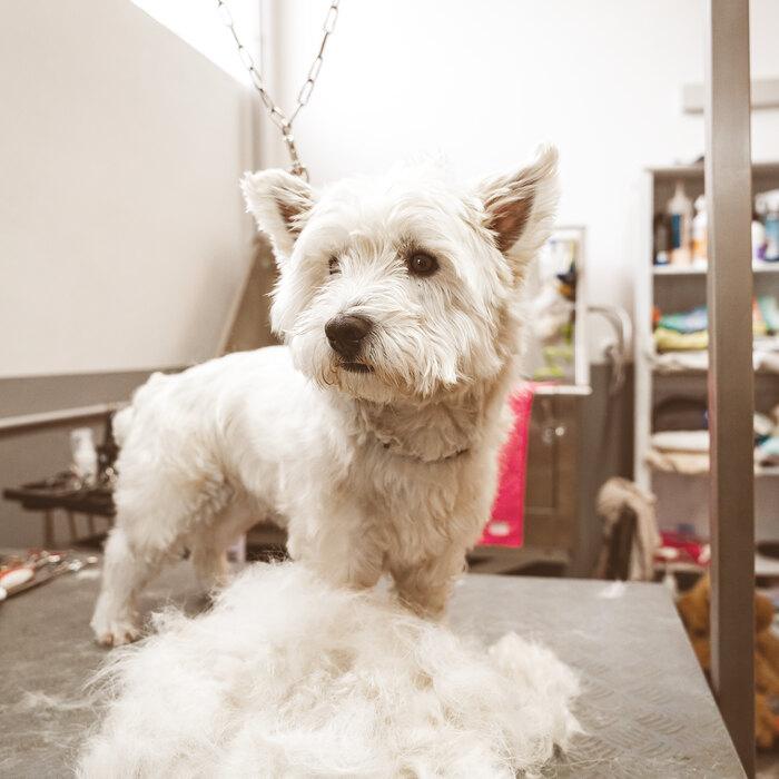 Kleiner weißer Terrier auf dem Pflegetisch