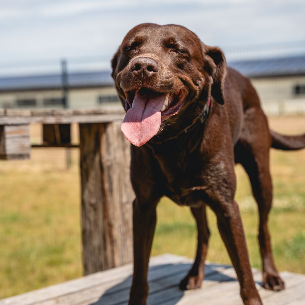 Schokobrauner Labrador auf der Holzterrasse in der Sonne