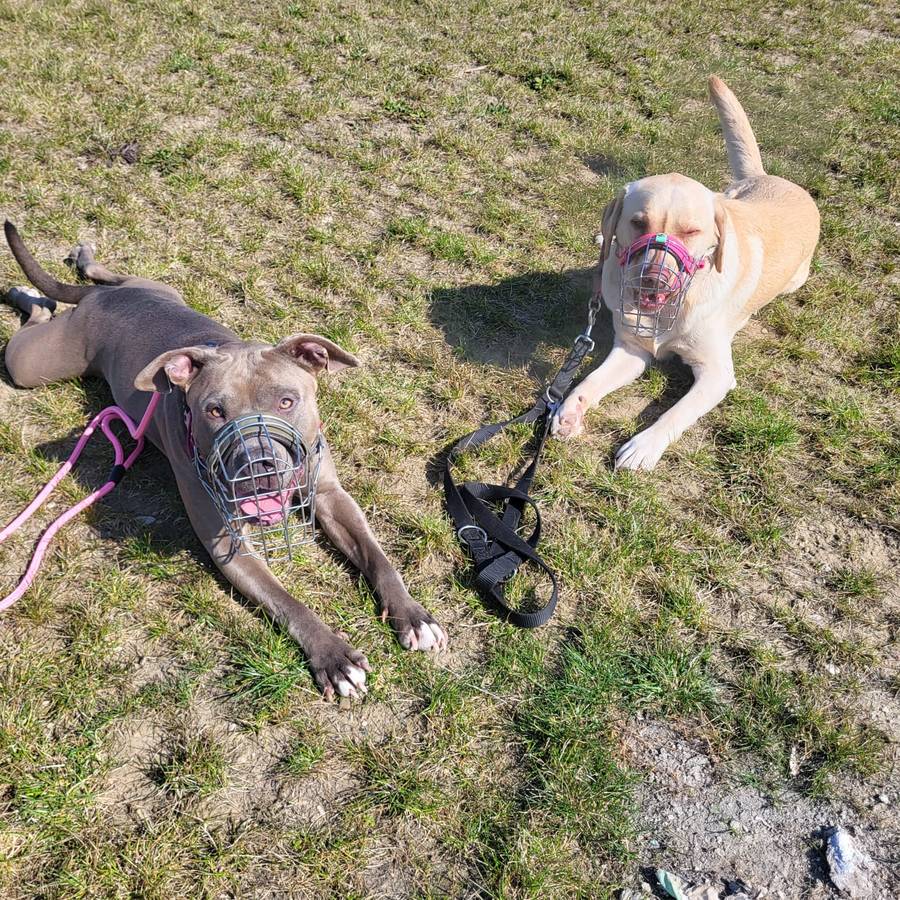 Zwei Hunde mit Maulkorb liegen entspannt nebeneinander auf der Wiese