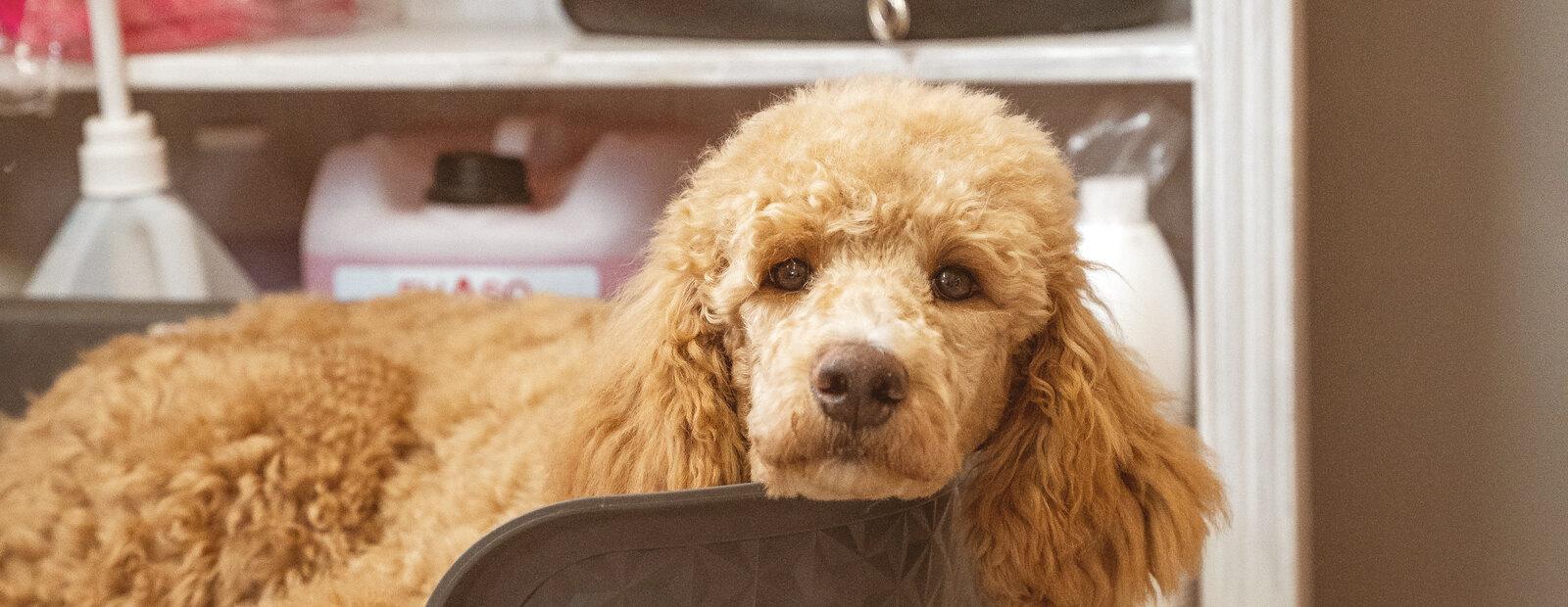 Ruhender Goldendoodle