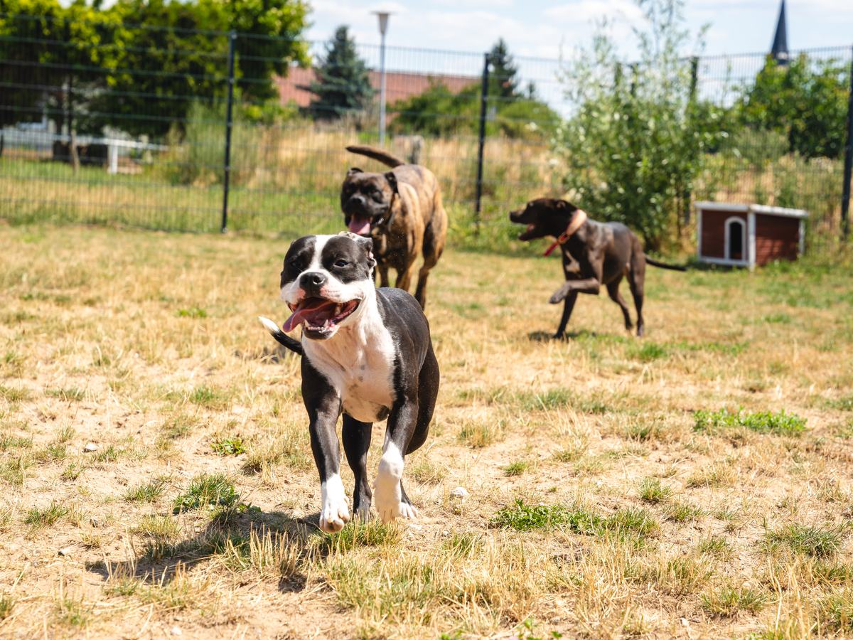 Hunde unterwegs auf der Wiese
