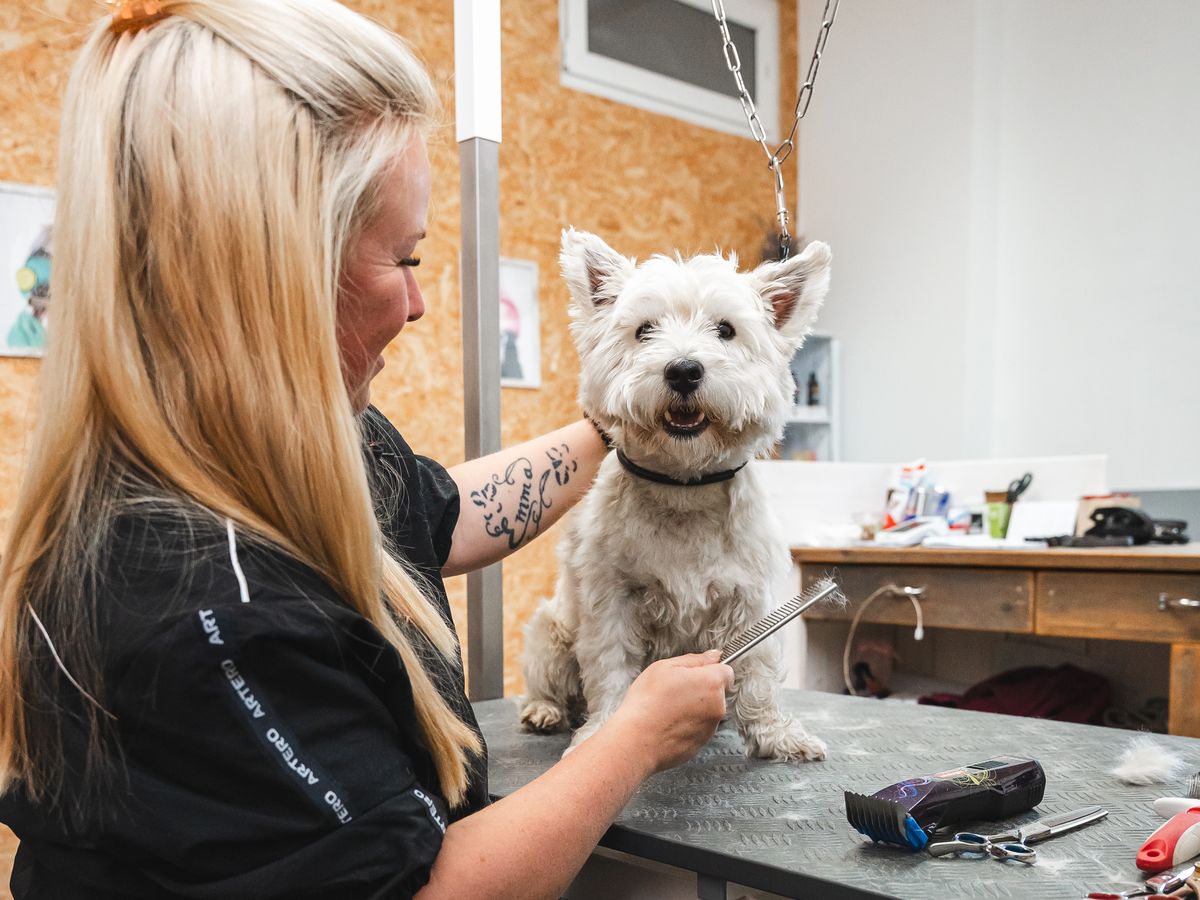 Anna trimmt einen West Highland Terrier auf dem Pflegetisch