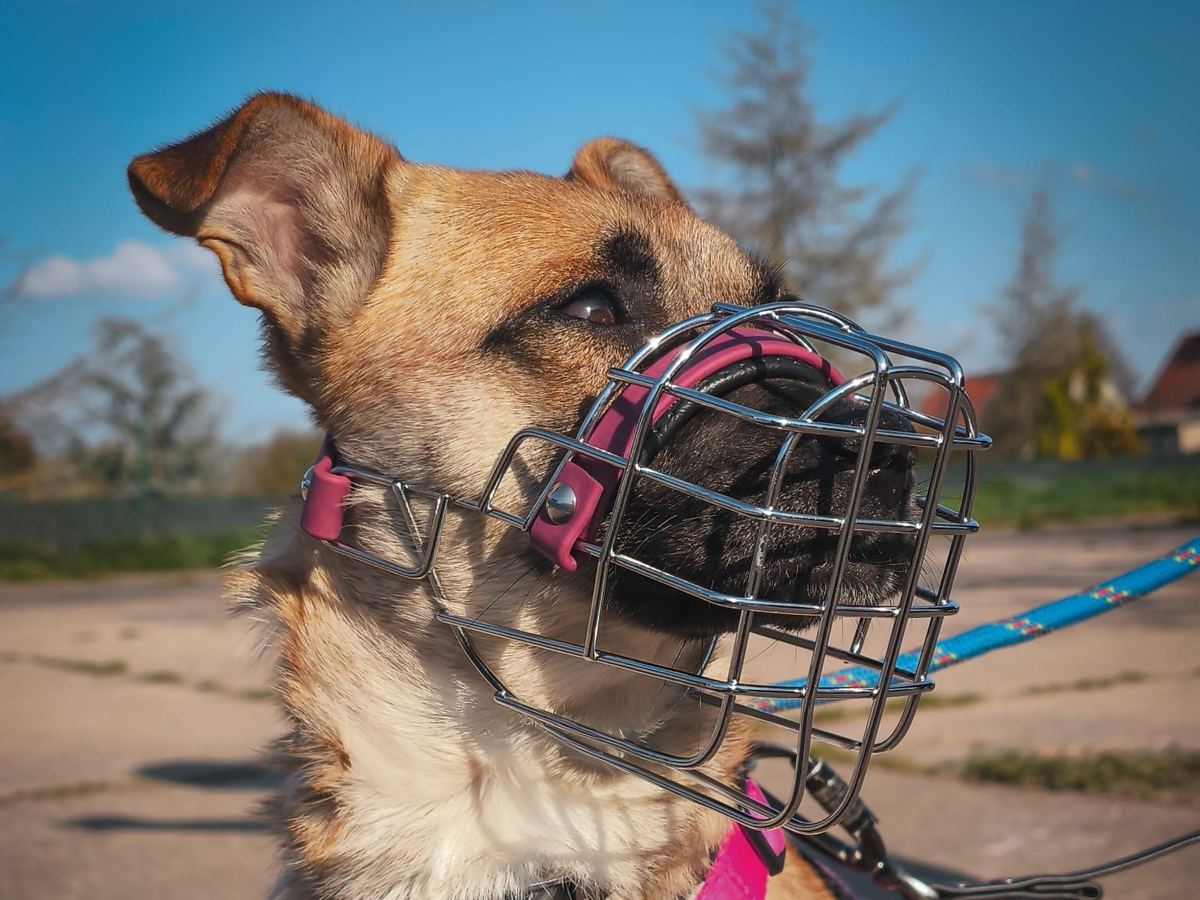 Hund mit gut sitzendem Drahtmaulkorb beim Spaziergang
