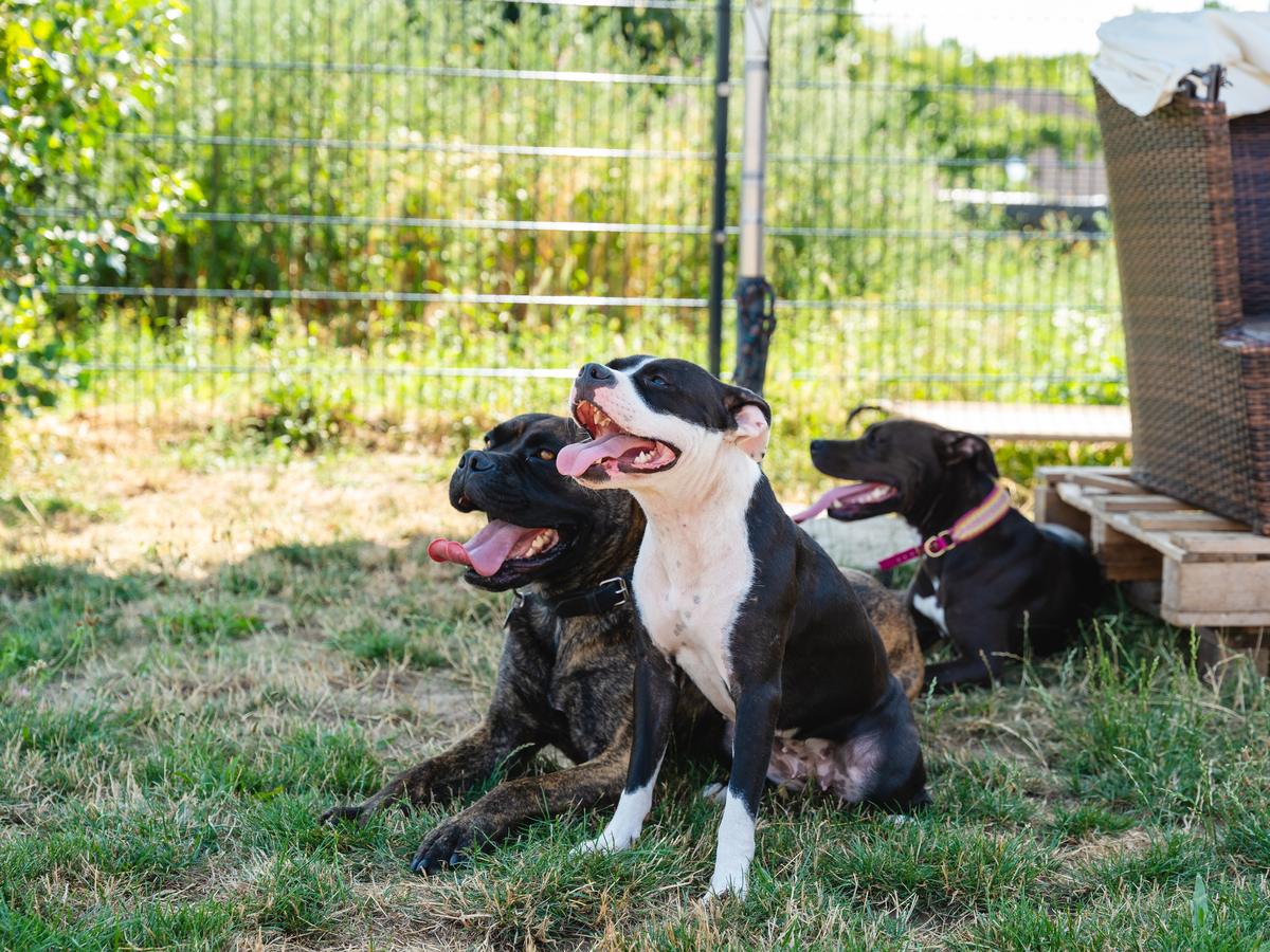 Drei Hunde entspannen gemeinsam im Garten der Hundepension